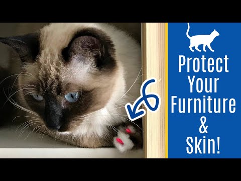 Do Claw Caps for Cats Work? I LOVE them!! Here&#039;s How To Put Cat Nail Caps On 👍