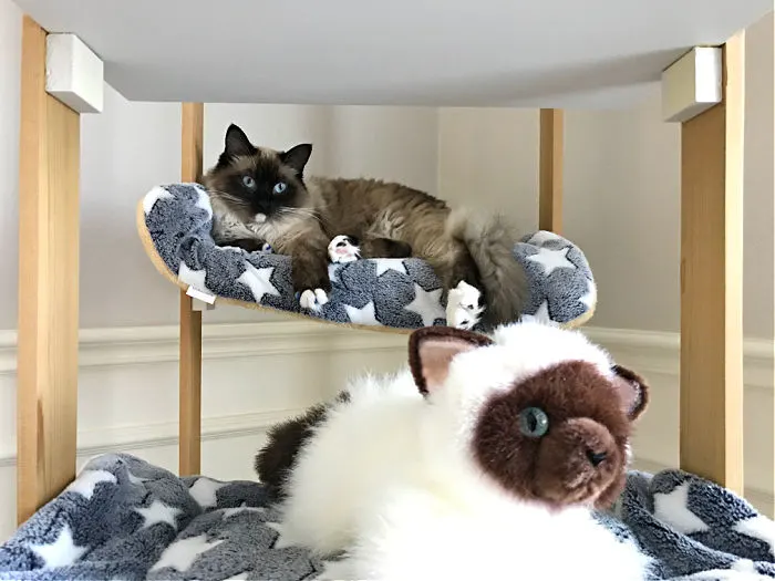 Photo of a Siamese Cat in the DIY Cat Tree. Here's a quick and easy woodworking project for cat lovers. I love how this DIY Cat Tree Wood House - Cat Tower turned out.