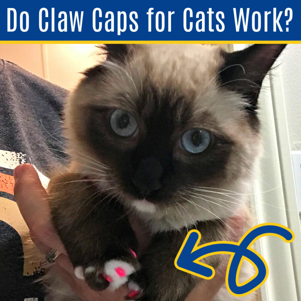 Siamese cat wearing pink claw caps on it's nails.