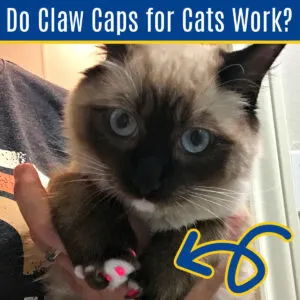 Siamese cat wearing pink claw caps on it's nails.