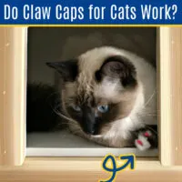 Do Claw Caps for Cats Work? I LOVE them! They are easy to use, don't take much time to apply, and they are absolutely stopping our cat from shredding our furniture.