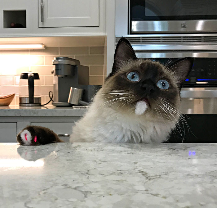 Cat looking over edge of kitchen counter.