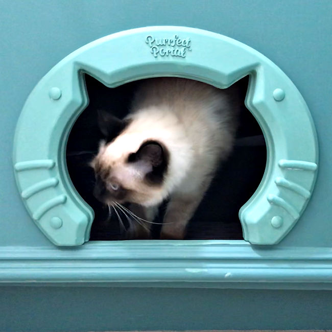 6 GREAT ways to Hide a Kitty Litter Box in a Cabinet. 4 are minor changes safe for rental properties. All of them are perfect for cat lovers!