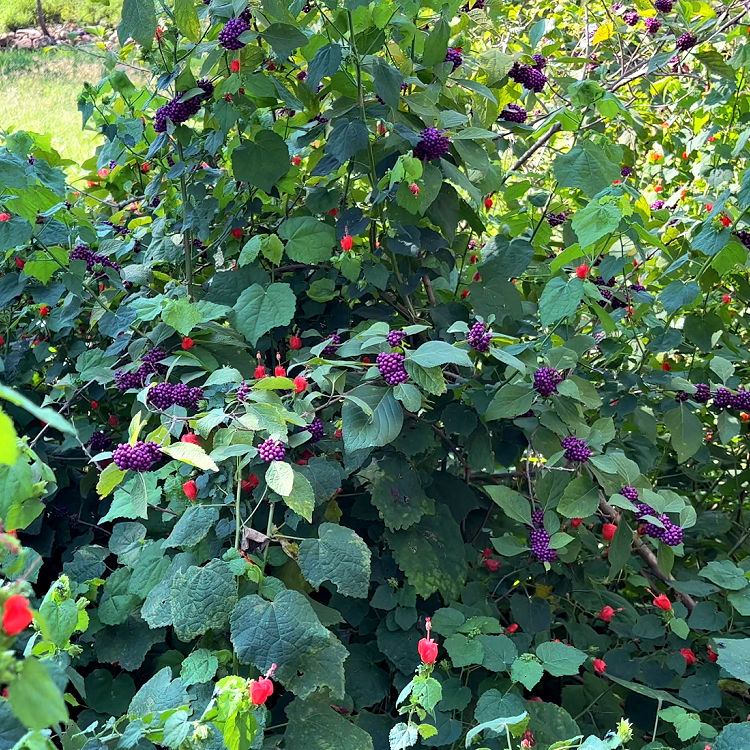 American Beautyberry and Turk's Cap for a list of best perennials for Zone 9. 