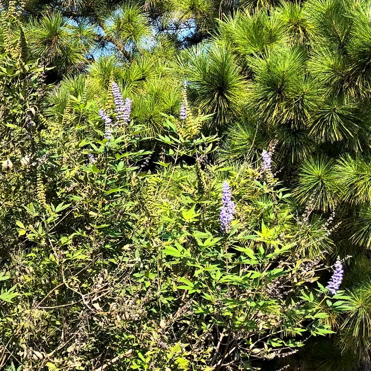 Image shows a Chaste Trees last blooms in late September in Zone 9 Texas landscaping.