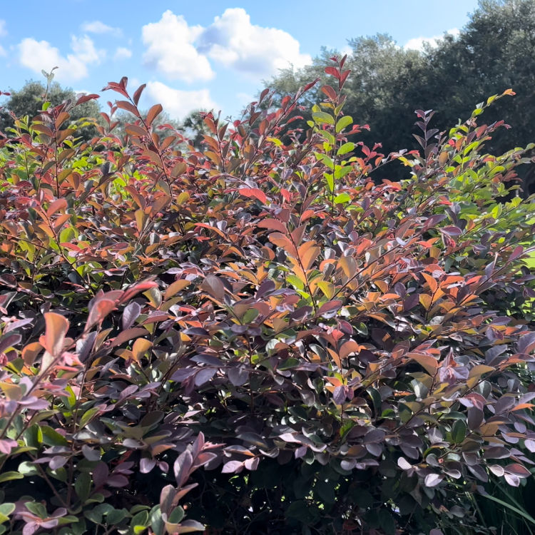 Large Chinese Fringe Flower used in Zone 9 landscape planning to add color.