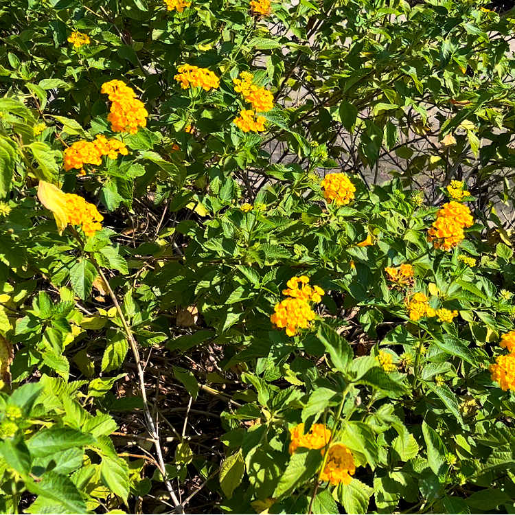 Gold variety of Common Lantana in a Zone 9 flower bed in Houston Texas.