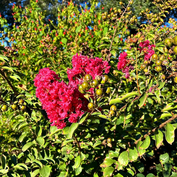 Crepe Myrtle is one of the best perennials for Zone 9 landscaping and a great source of food for birds and pollinators.
