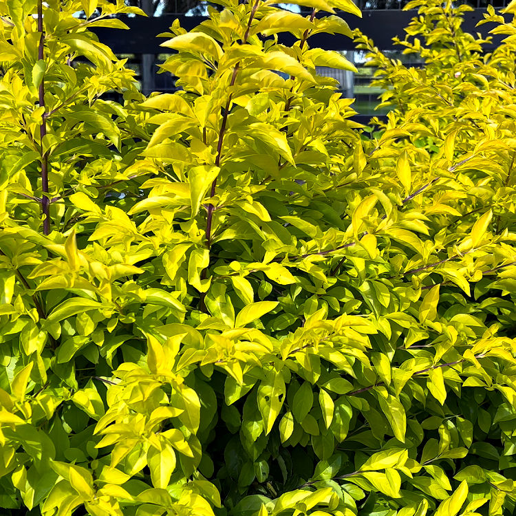 Cuban Gold Duranta shrub in a landscaped yard in Houston Texas - Zone 9.