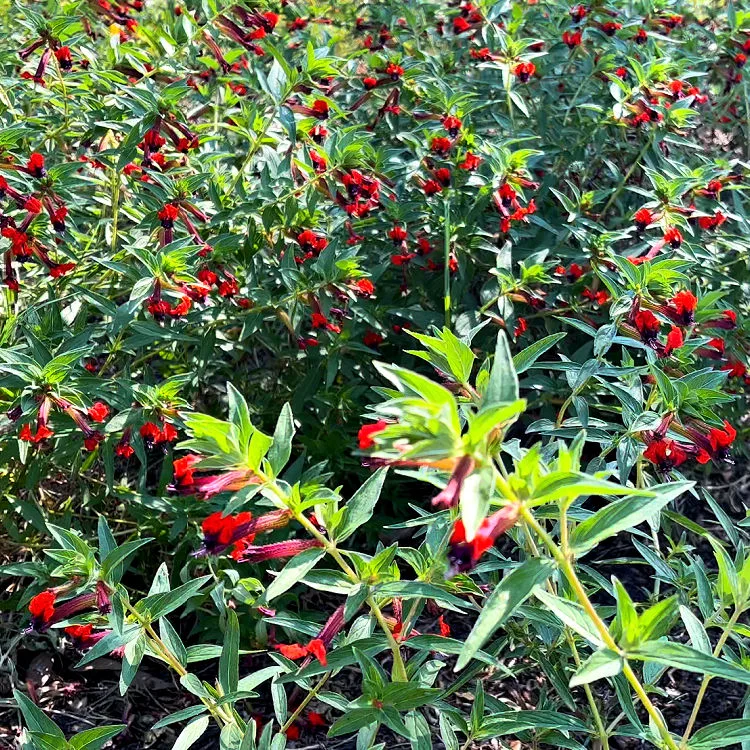 Image of Firecracker Plant in a Zone 9 flower bed in Houston Texas.