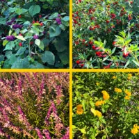 4 examples of the best perennials for zone 9 that are low maintenance, colorful, easy to grow, and drought tolerant.