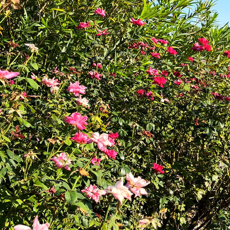 Knock Out Roses in Early Fall in a Zone 9 flower bed, Texas.
