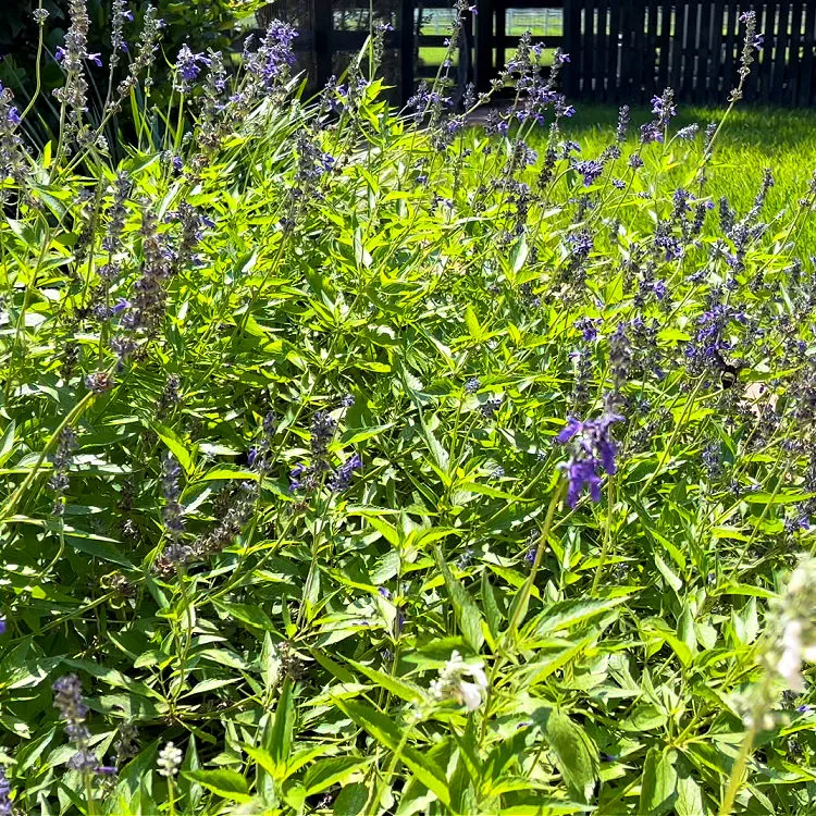 Picture of Mealycup Sage in a Zone 9 yard in Houston Texas.