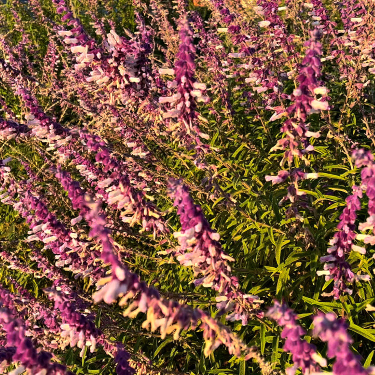 Image of Mexican Bush Sage in late September in landscaping in Houston Texas - Zone 9.