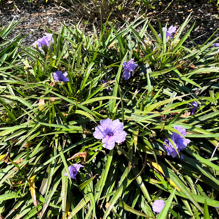 Mexican Petunia in a flower bed in Houston Texas.