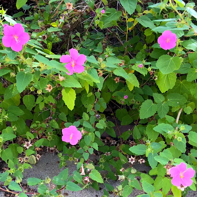 Image shows Rock Rose on the edge of a flower bed in Zone 9 landscaping.