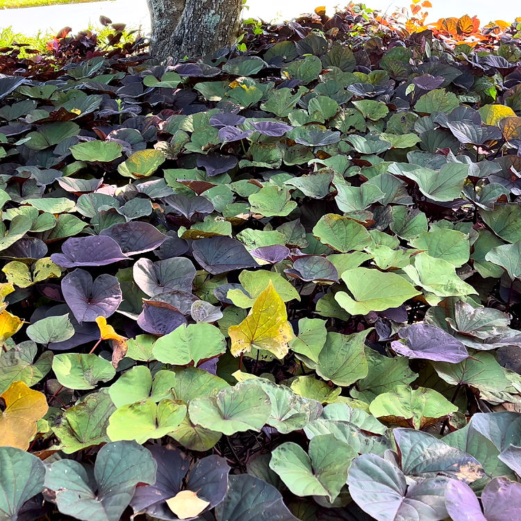 Sweet Potato Vine under a tree in Zone 9 - Texas flower beds.