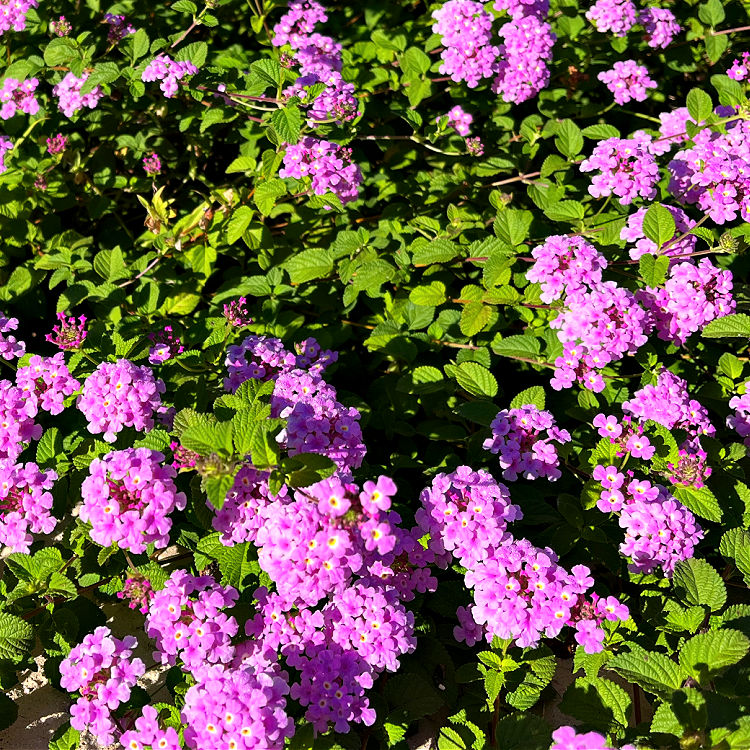 Image of Trailing Lantana in early October - Zone 9 - Houston Texas landscaping.