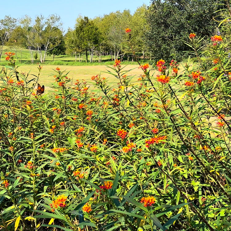 Tropical Milkweed in Zone 9 landscaping with a Monarch Butterfly.