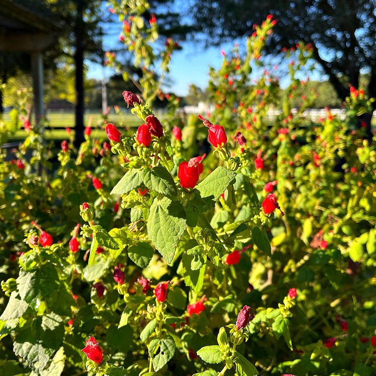 Turk's Cap in early October, in a Houston Texas yard - Zone 9.